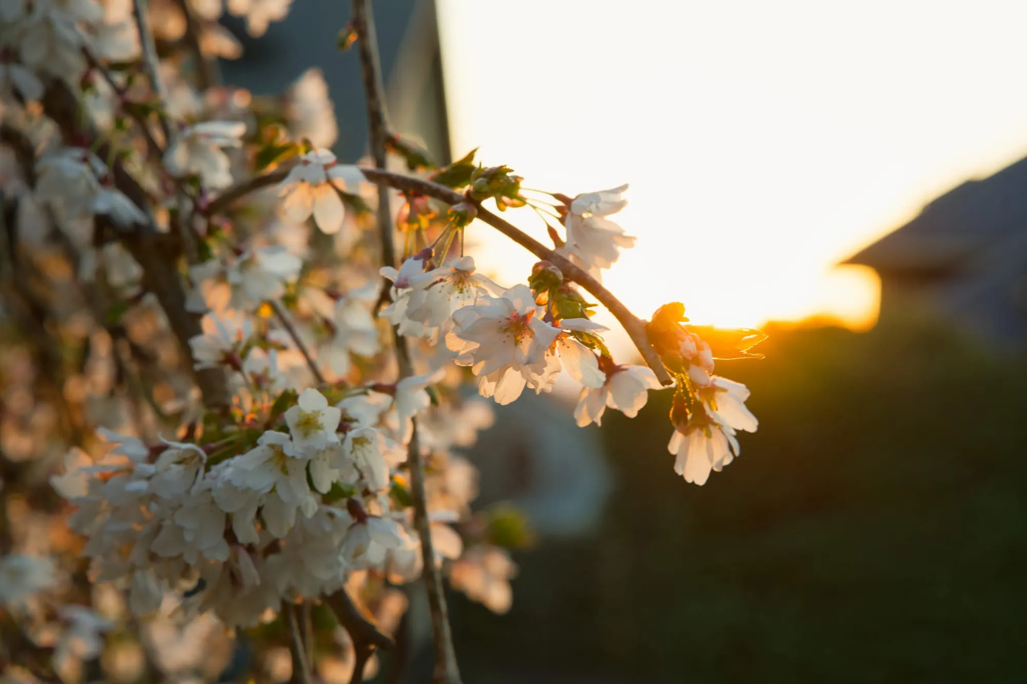 Backlit white cherry blossoms on a slender branch, the setting sun flaring through the petals and the background falling away into gold.